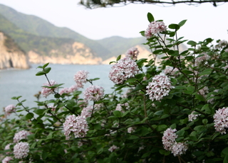 국립수목원, 4월 정원식물 ‘분꽃나무’ 선정…향기 품은 봄 대표 자생식물