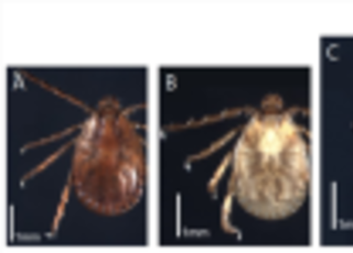 질병관리청, 참진드기 감시 돌입… SFTS 예방수칙 준수 당부